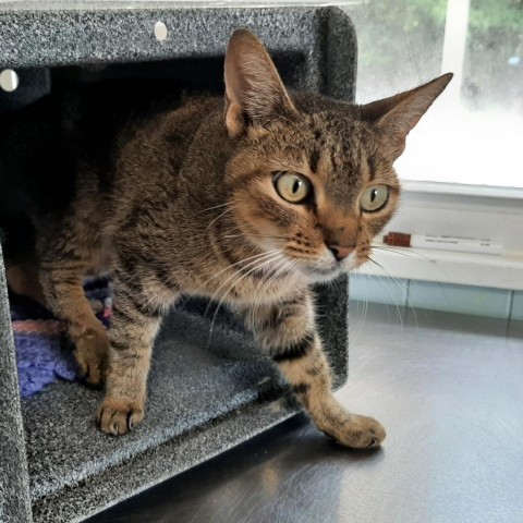 Janeway, an adoptable Domestic Short Hair in Green Cove Springs, FL, 32043 | Photo Image 1