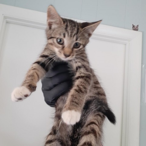 Oak, an adoptable Domestic Short Hair in Green Cove Springs, FL, 32043 | Photo Image 1