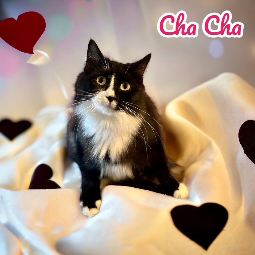 Cat for adoption - ChaCha, a Domestic Long Hair Mix in Nashville, GA ...