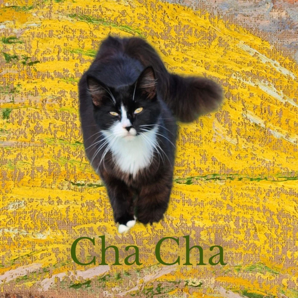 ChaCha, an adoptable Domestic Long Hair in Nashville, GA, 31639 | Photo Image 2