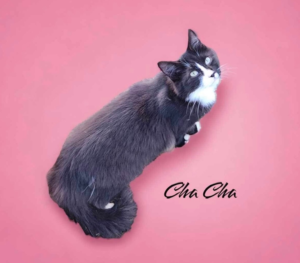 ChaCha, an adoptable Domestic Long Hair in Nashville, GA, 31639 | Photo Image 3