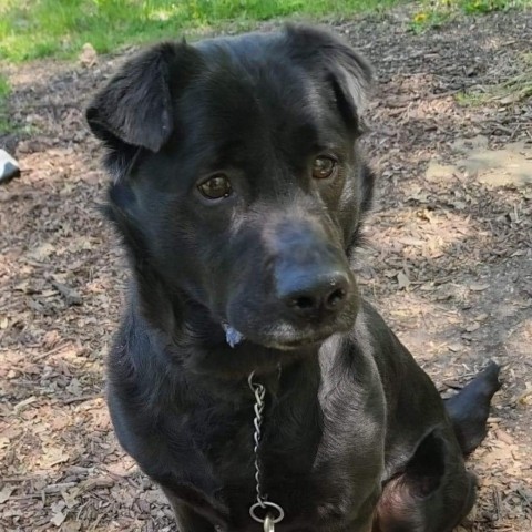 Sacher, an adoptable Labrador Retriever, Shar-Pei in St. Peters, MO, 63376 | Photo Image 1