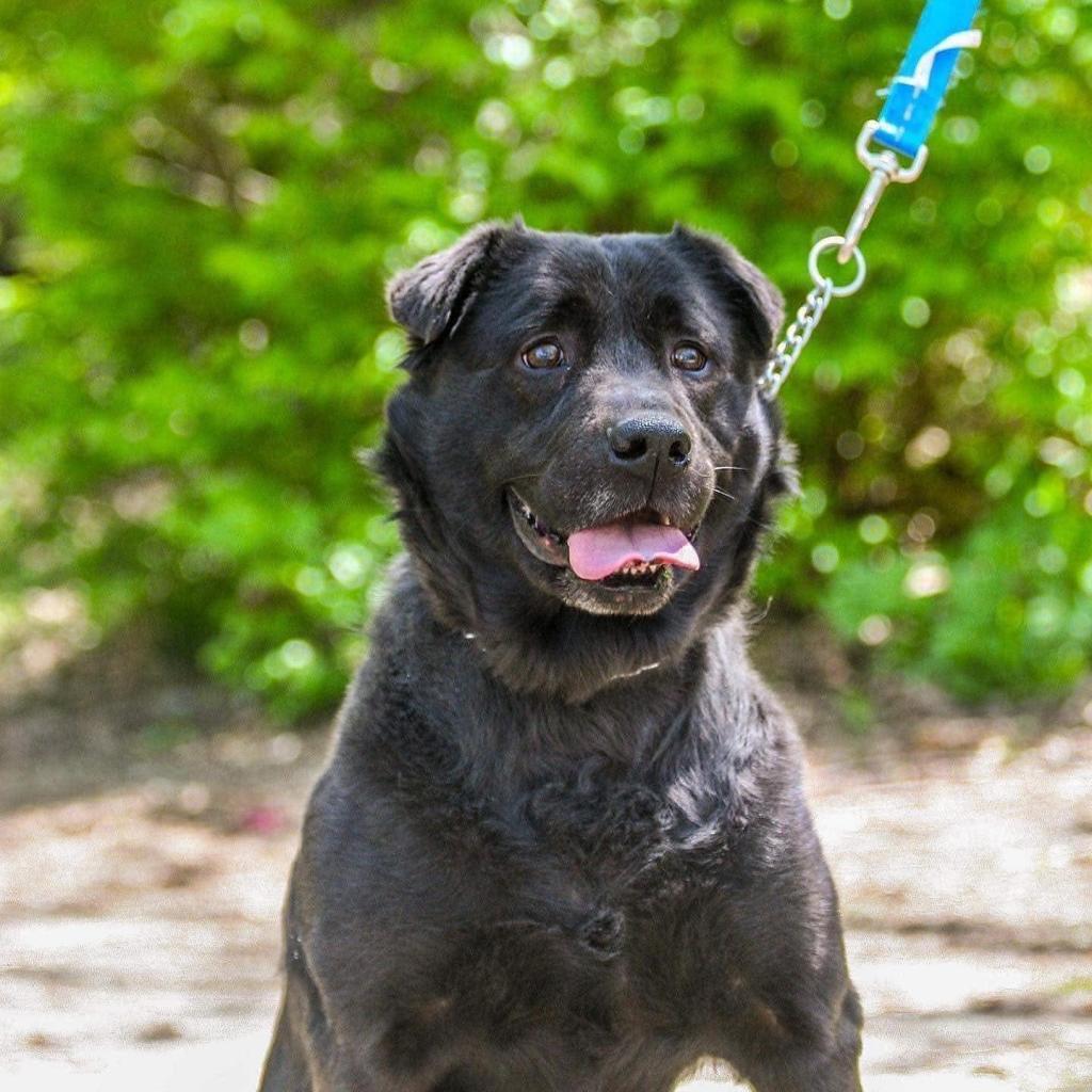 Sacher, an adoptable Labrador Retriever, Shar-Pei in St. Peters, MO, 63376 | Photo Image 2