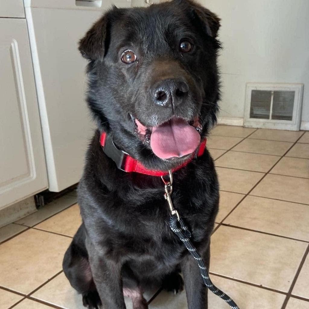 Sacher, an adoptable Labrador Retriever, Shar-Pei in St. Peters, MO, 63376 | Photo Image 3