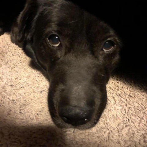 Sacher, an adoptable Labrador Retriever, Shar-Pei in St. Peters, MO, 63376 | Photo Image 5