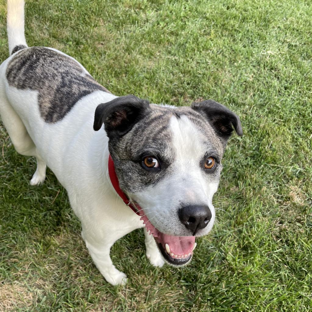 Mickey, an adoptable Staffordshire Bull Terrier in St. Peters, MO, 63376 | Photo Image 1