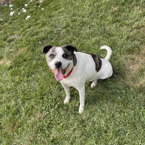 Mickey, an adoptable Staffordshire Bull Terrier in St. Peters, MO, 63376 | Photo Image 2