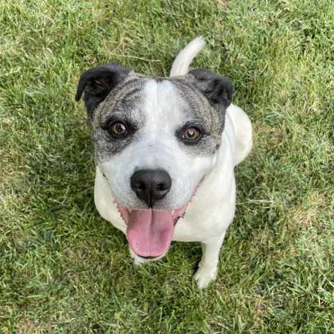 Mickey, an adoptable Staffordshire Bull Terrier in St. Peters, MO, 63376 | Photo Image 3