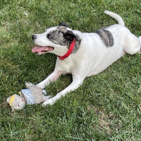 Mickey, an adoptable Staffordshire Bull Terrier in St. Peters, MO, 63376 | Photo Image 3