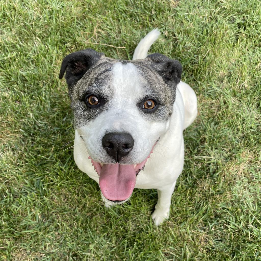 Mickey, an adoptable Staffordshire Bull Terrier in St. Peters, MO, 63376 | Photo Image 5