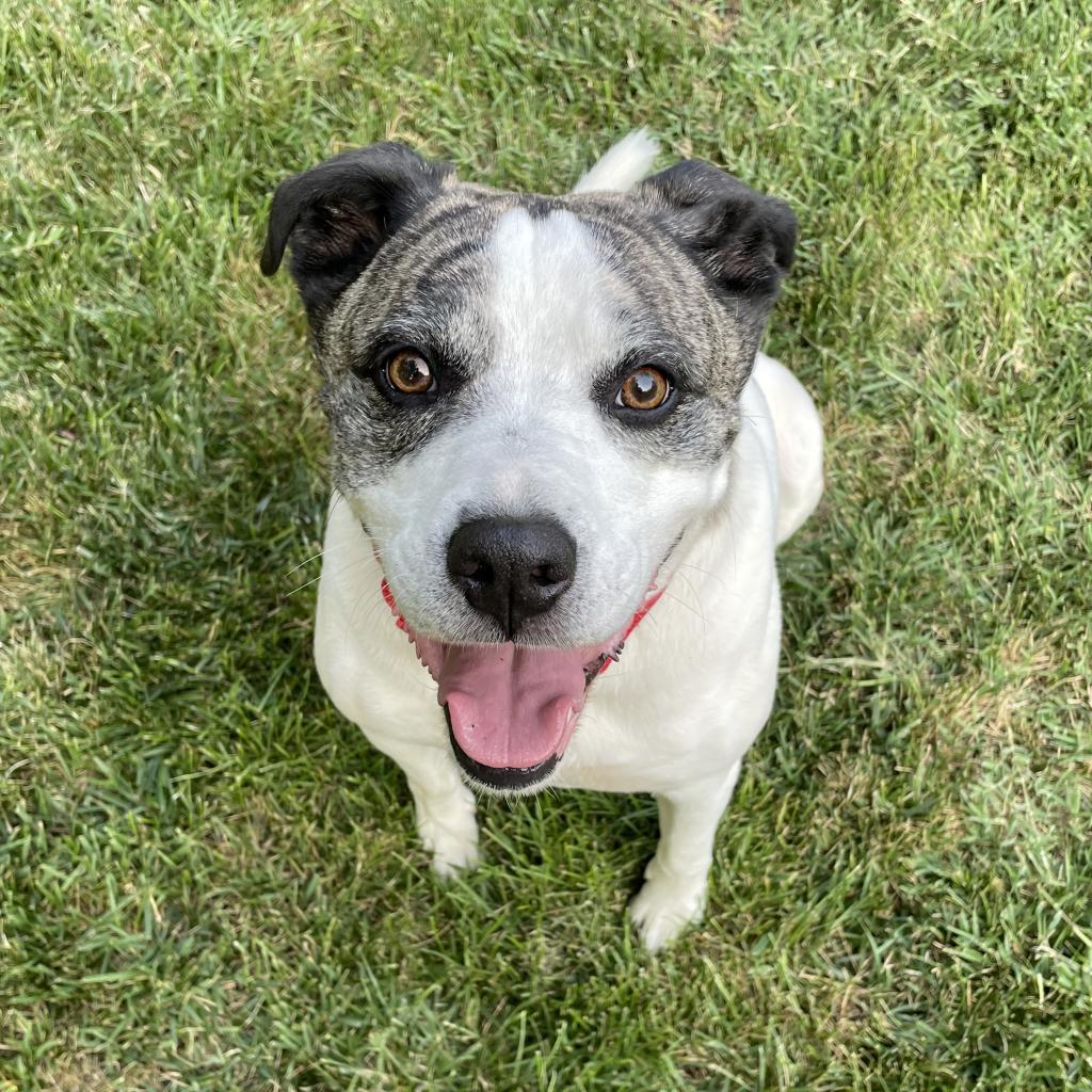 Mickey, an adoptable Staffordshire Bull Terrier in St. Peters, MO, 63376 | Photo Image 6