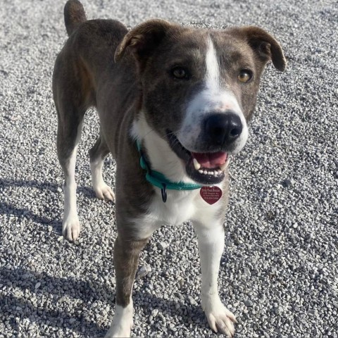 Colby, an adoptable Labrador Retriever in St. Peters, MO, 63376 | Photo Image 1