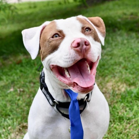 Samson, an adoptable American Staffordshire Terrier in St. Peters, MO, 63376 | Photo Image 1