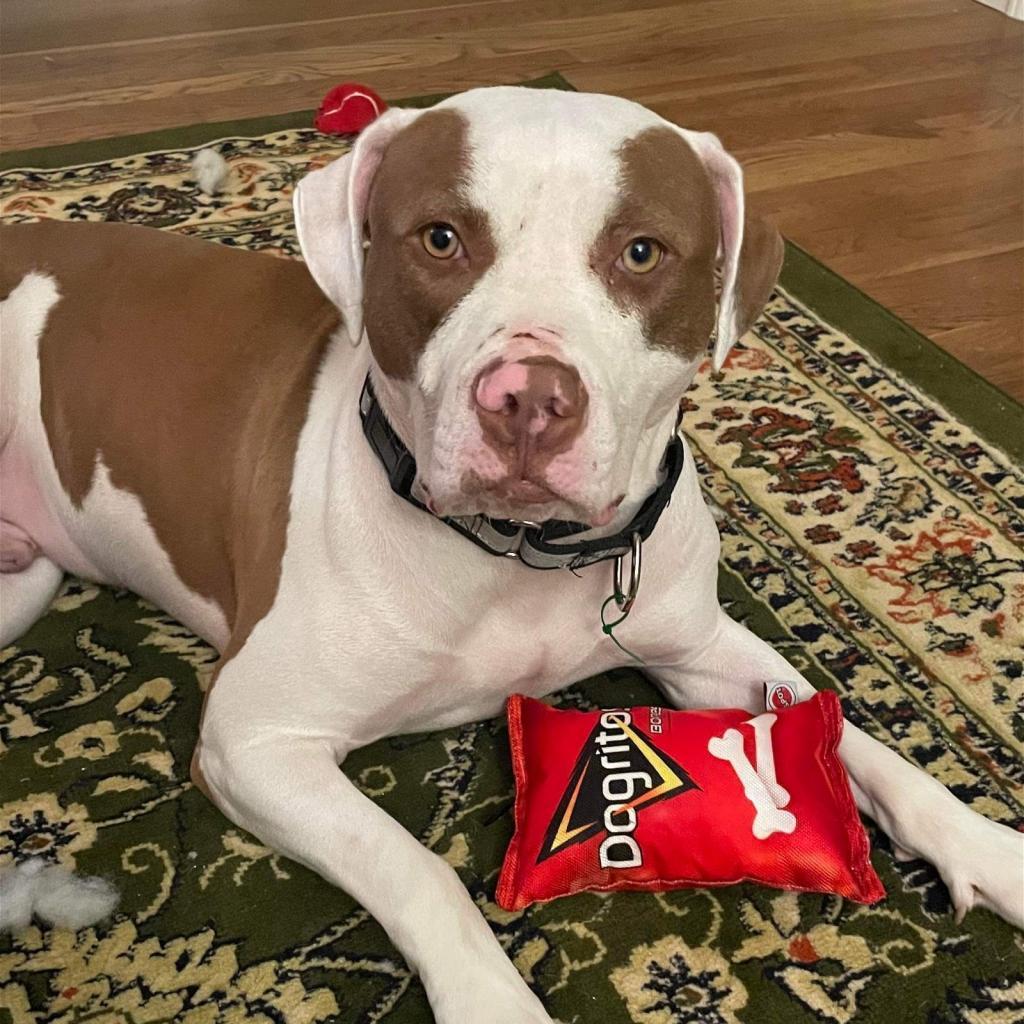 Samson, an adoptable American Staffordshire Terrier in St. Peters, MO, 63376 | Photo Image 2