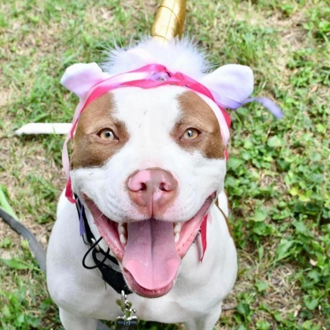 Samson, an adoptable American Staffordshire Terrier in St. Peters, MO, 63376 | Photo Image 3