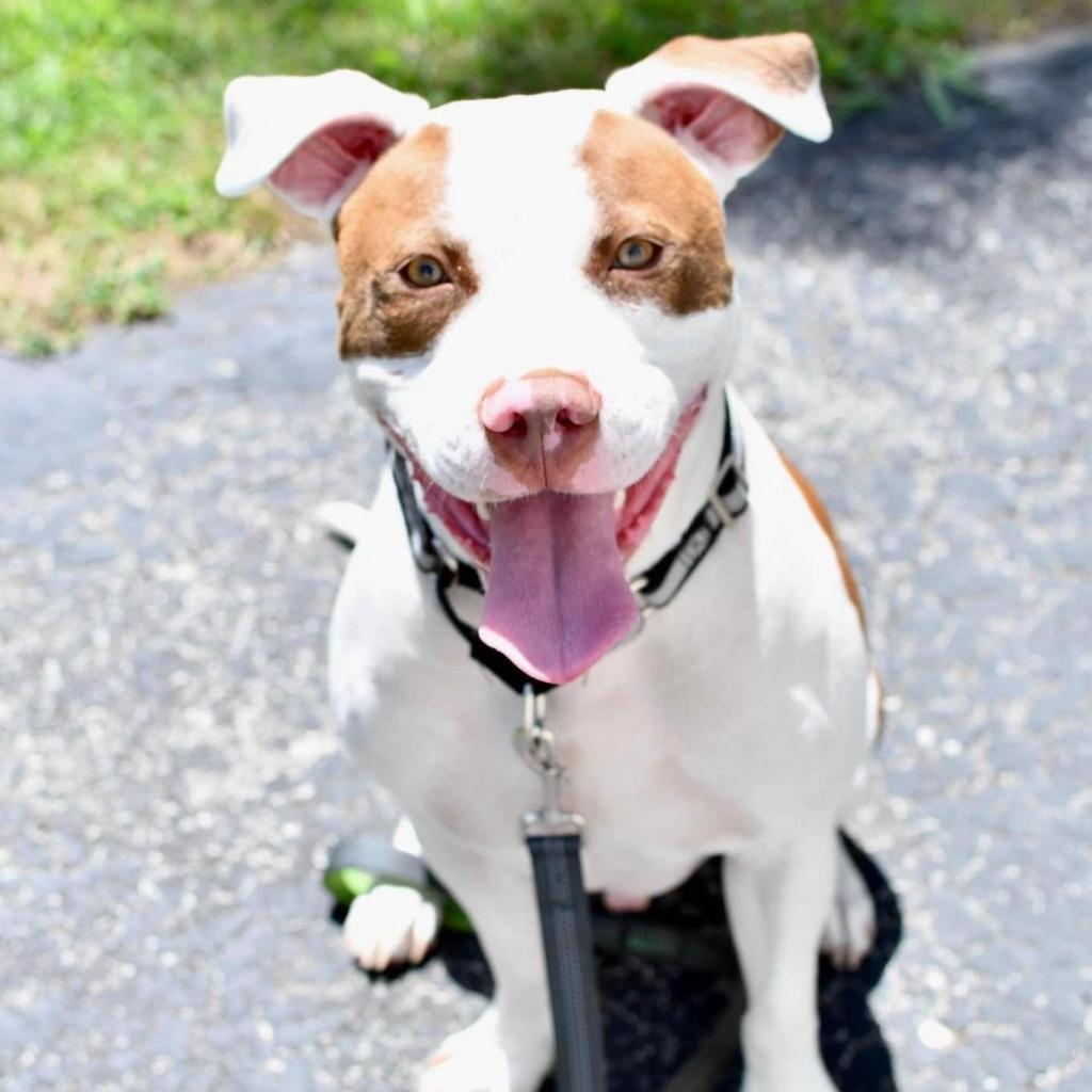 Samson, an adoptable American Staffordshire Terrier in St. Peters, MO, 63376 | Photo Image 4