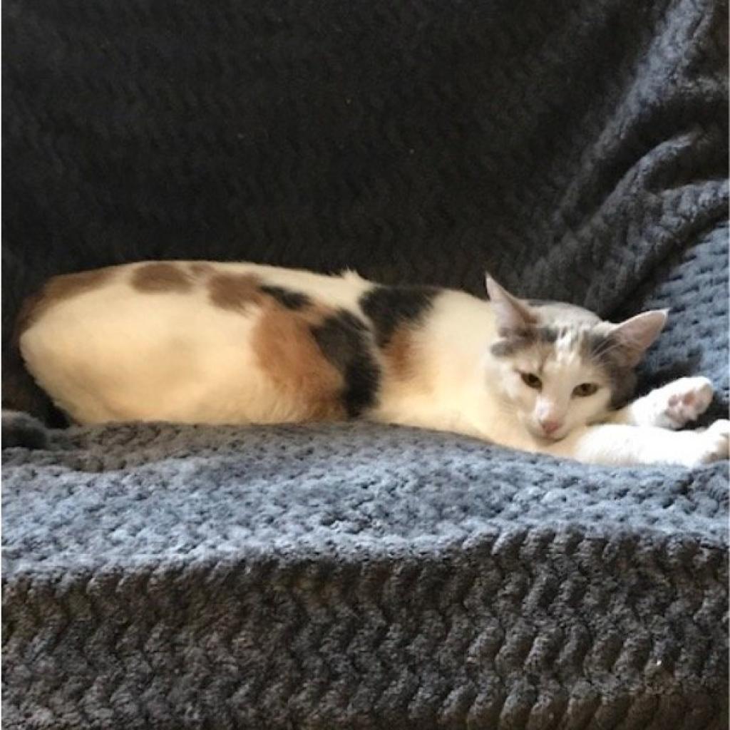 Pebbles the Cat, an adoptable Domestic Short Hair in St. Peters, MO, 63376 | Photo Image 2