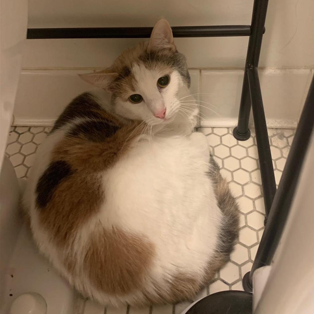 Pebbles the Cat, an adoptable Domestic Short Hair in St. Peters, MO, 63376 | Photo Image 3