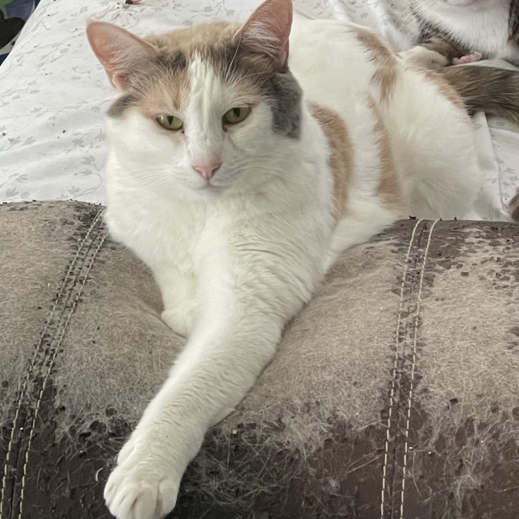 Pebbles the Cat, an adoptable Domestic Short Hair in St. Peters, MO, 63376 | Photo Image 4