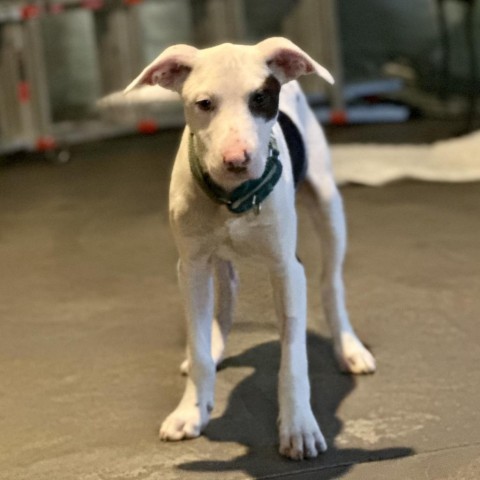 Tunnel, an adoptable Black Labrador Retriever, Border Collie in St. Peters, MO, 63376 | Photo Image 4