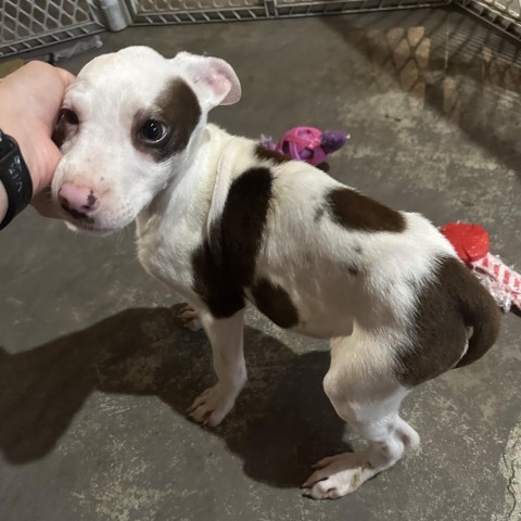 Tunnel, an adoptable Black Labrador Retriever, Border Collie in St. Peters, MO, 63376 | Photo Image 6