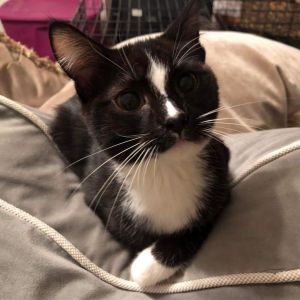 Jessica (Tippy), Adult Female Domestic Short Hair