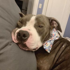 Amarillo (mom), Senior Female American Staffordshire Terrier