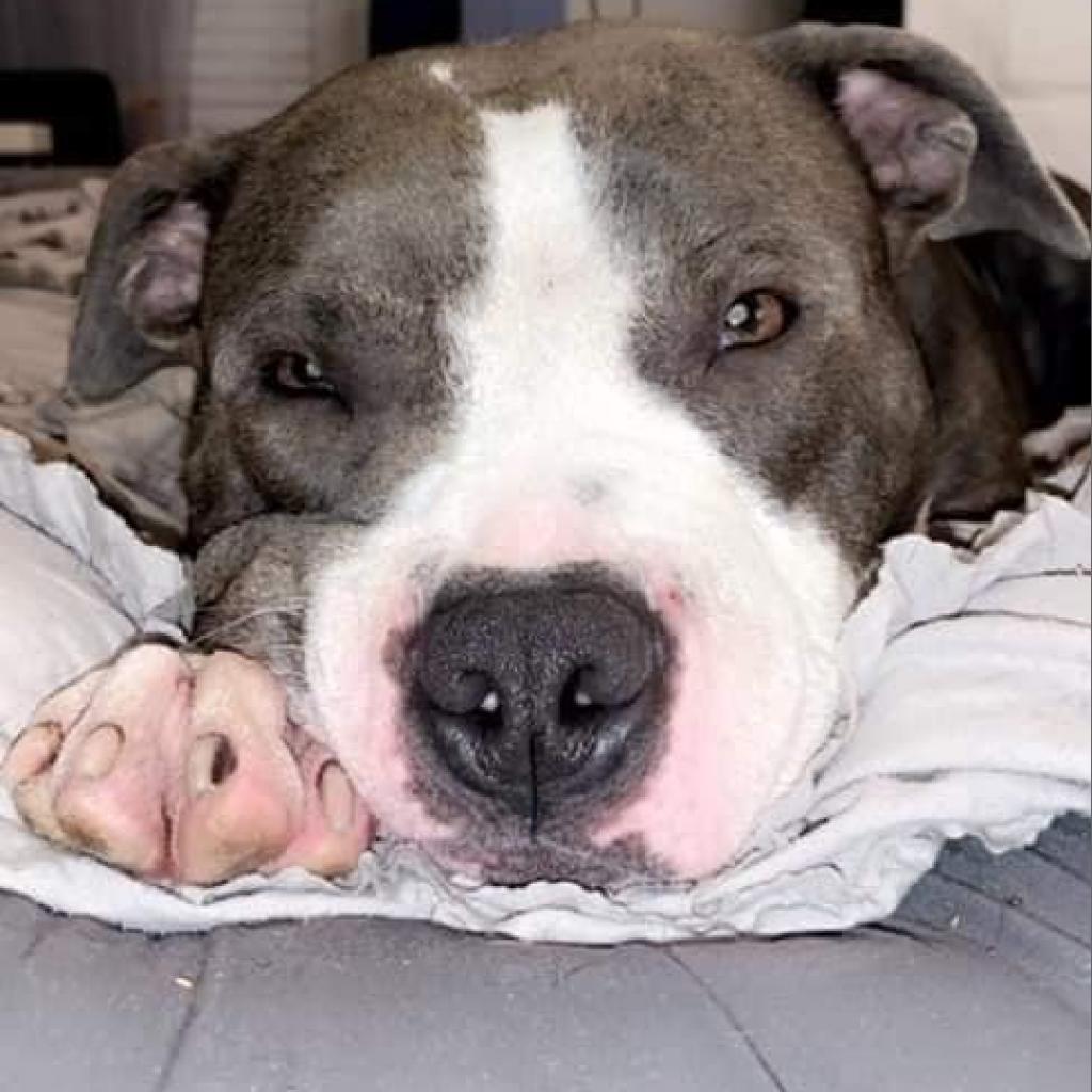 Amarillo (mom), an adoptable American Staffordshire Terrier in St. Peters, MO, 63376 | Photo Image 2