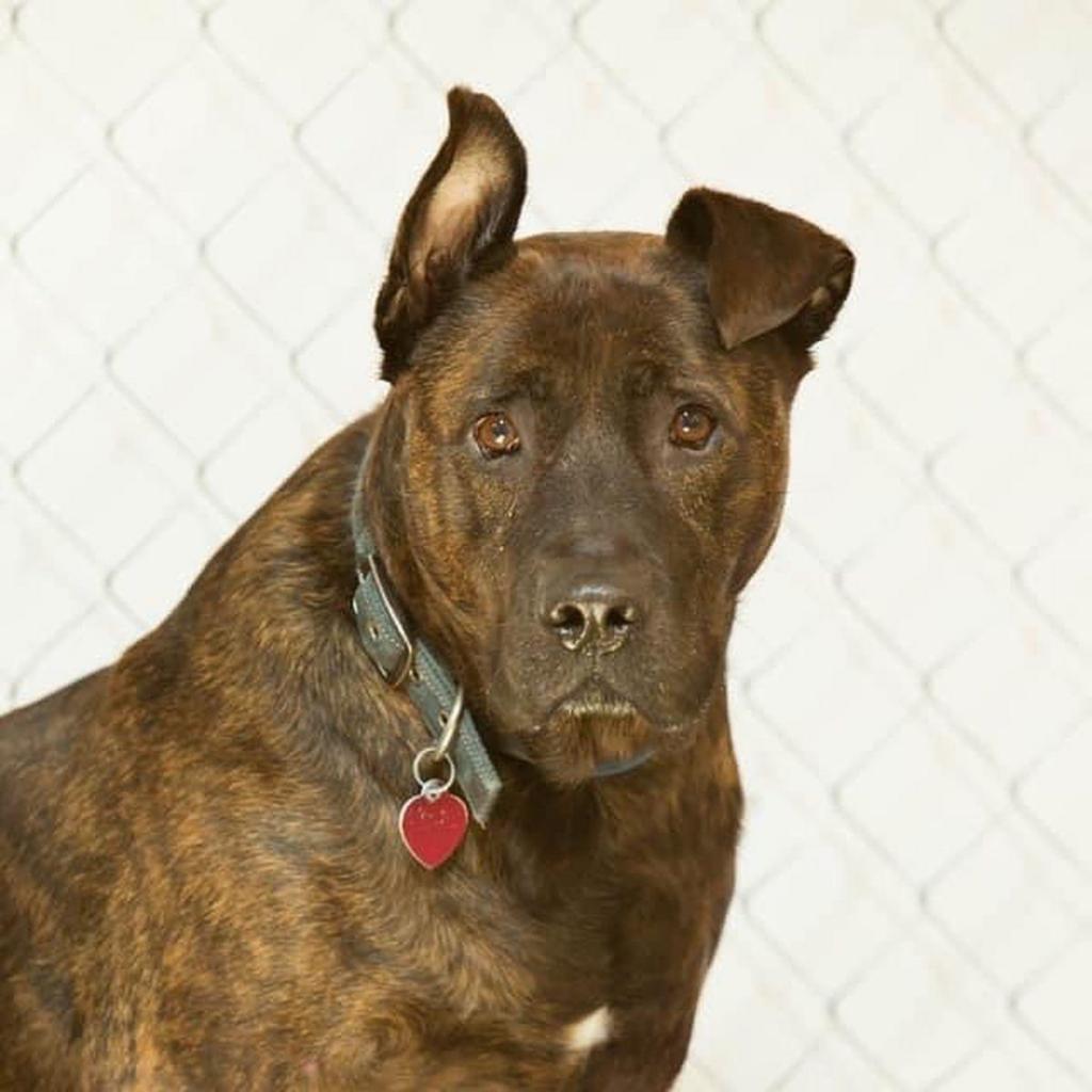 Huey Lewis, an adoptable Pit Bull Terrier in St. Peters, MO, 63376 | Photo Image 1