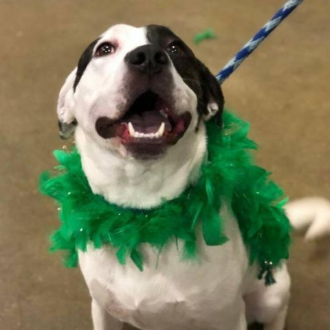 Cleo, an adoptable Pit Bull Terrier in St. Peters, MO, 63376 | Photo Image 1