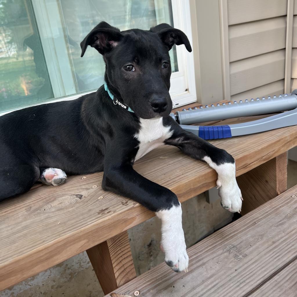 Shipsey, an adoptable Collie, American Staffordshire Terrier in St. Peters, MO, 63376 | Photo Image 1