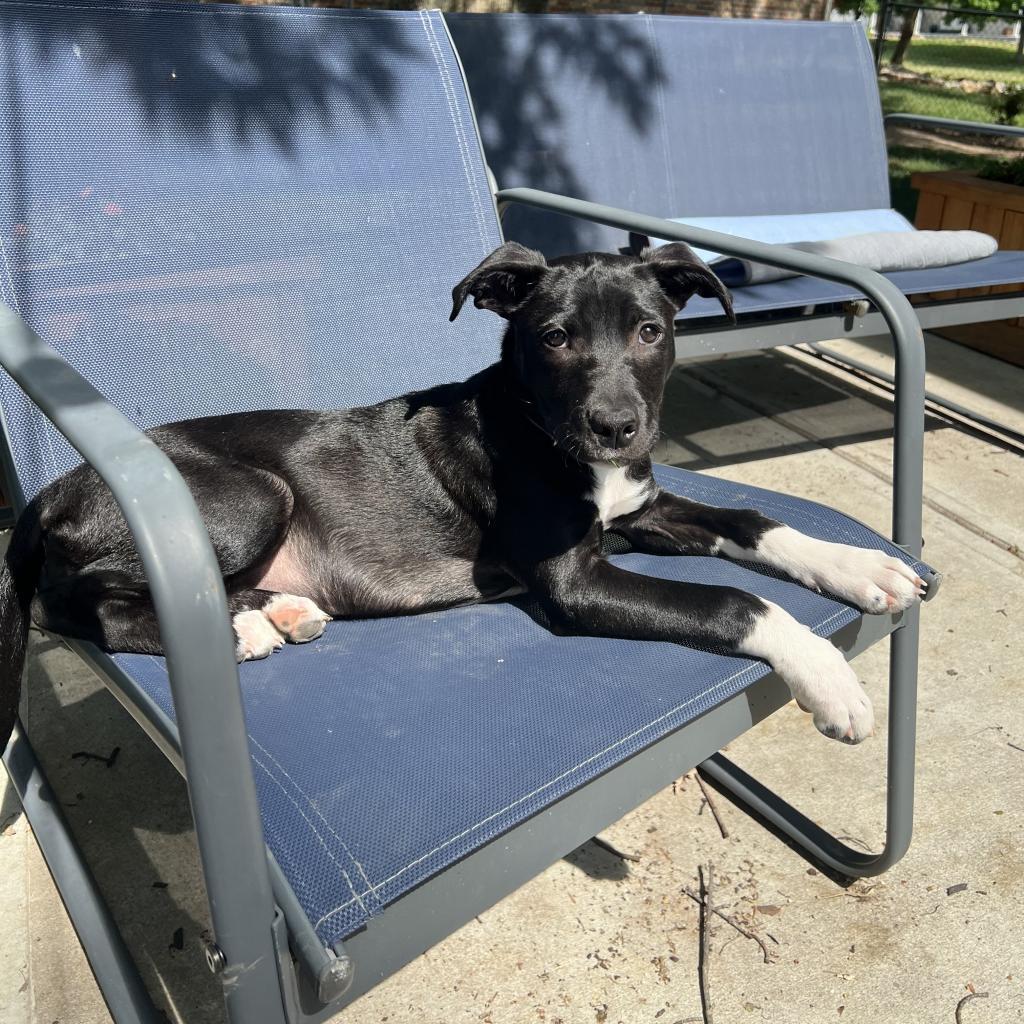 Shipsey, an adoptable Collie, American Staffordshire Terrier in St. Peters, MO, 63376 | Photo Image 2