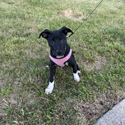 Shipsey, an adoptable Collie, American Staffordshire Terrier in St. Peters, MO, 63376 | Photo Image 3