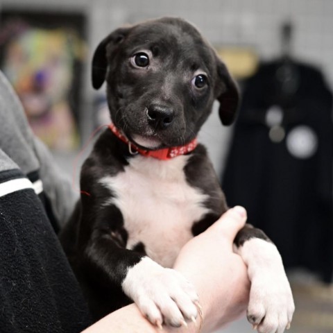 Shipsey, an adoptable Collie, American Staffordshire Terrier in St. Peters, MO, 63376 | Photo Image 3