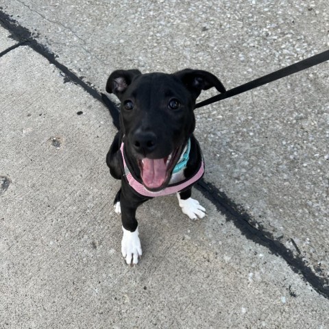 Shipsey, an adoptable Collie, American Staffordshire Terrier in St. Peters, MO, 63376 | Photo Image 4