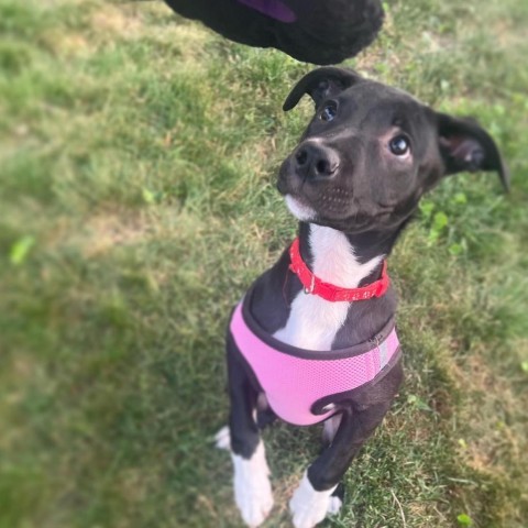 Shipsey, an adoptable Collie, American Staffordshire Terrier in St. Peters, MO, 63376 | Photo Image 4