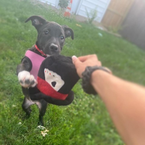 Shipsey, an adoptable Collie, American Staffordshire Terrier in St. Peters, MO, 63376 | Photo Image 6