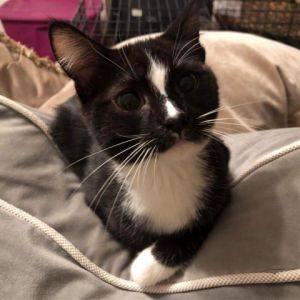 Jessica (Tippy), Adult Female Domestic Short Hair