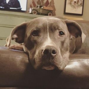 Fiona, Adult Female Pit Bull Terrier