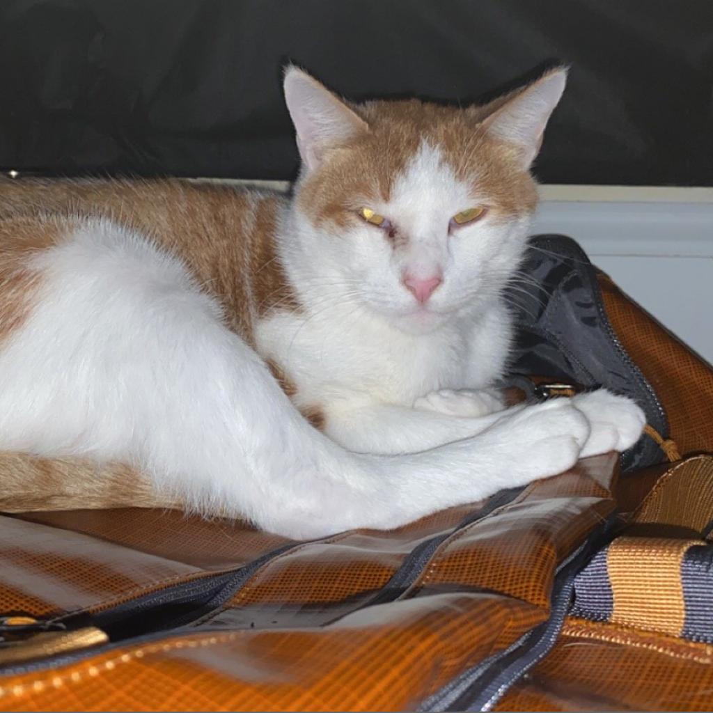 Tigger, an adoptable Domestic Short Hair in St. Peters, MO, 63376 | Photo Image 1