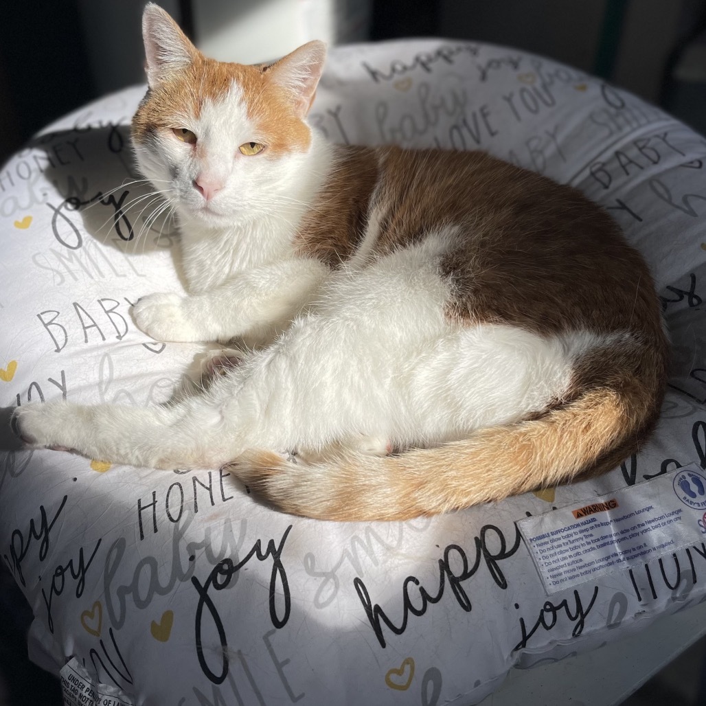 Tigger, an adoptable Domestic Short Hair in St. Peters, MO, 63376 | Photo Image 1