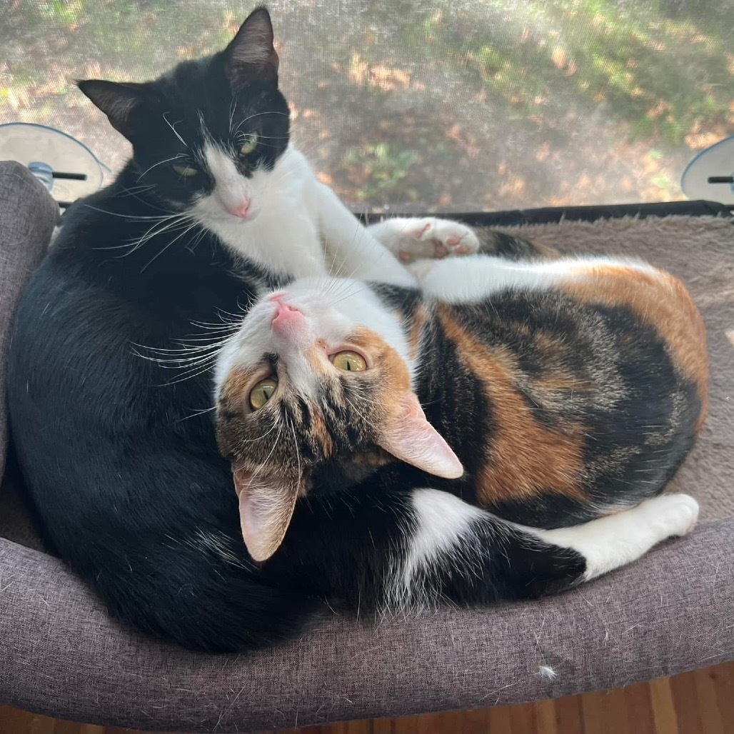 Torrey, an adoptable Domestic Short Hair in St. Peters, MO, 63376 | Photo Image 2