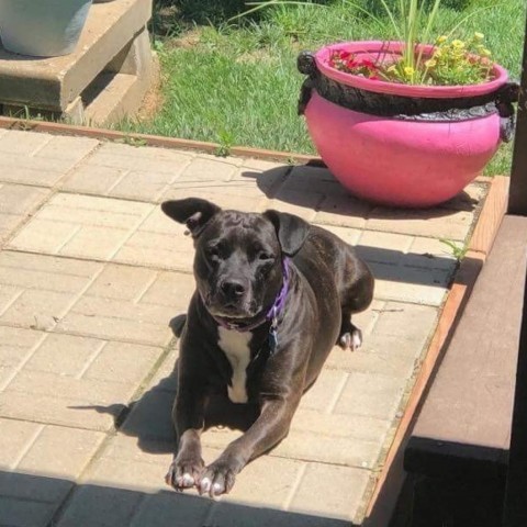 Dottie, an adoptable Staffordshire Bull Terrier, Black Labrador Retriever in St. Peters, MO, 63376 | Photo Image 1