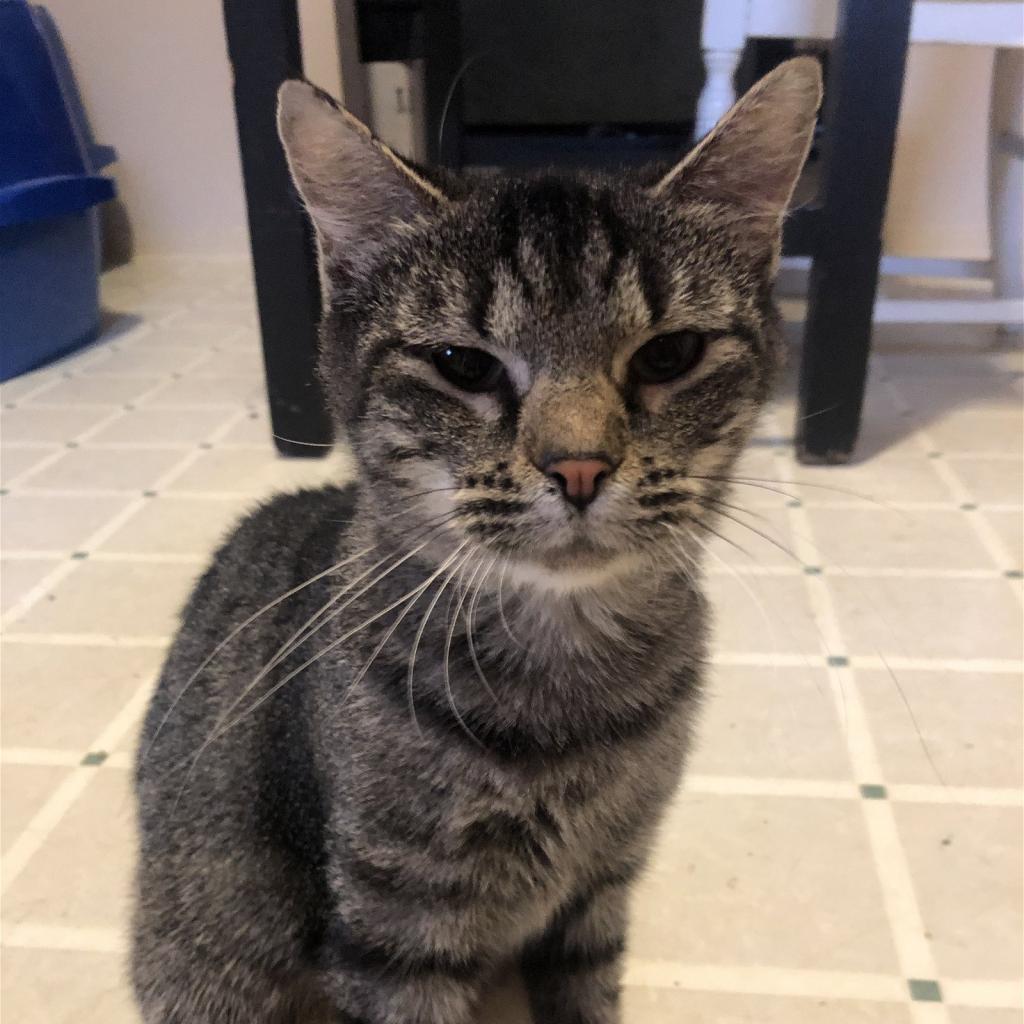 Sookie (mom), an adoptable Domestic Short Hair in St. Peters, MO, 63376 | Photo Image 1