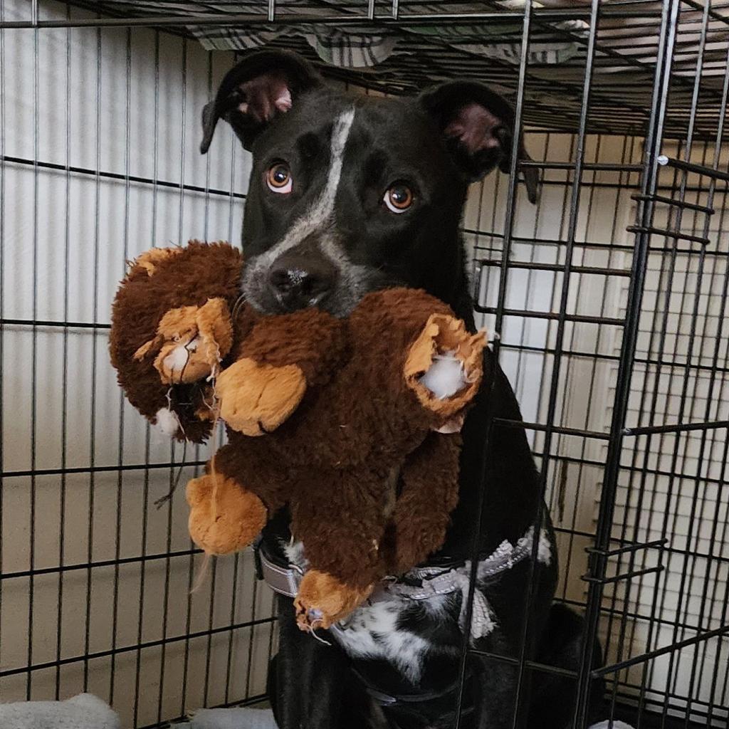 Berry, an adoptable Labrador Retriever, American Staffordshire Terrier in St. Peters, MO, 63376 | Photo Image 2