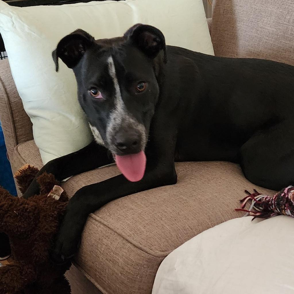 Berry, an adoptable Labrador Retriever, American Staffordshire Terrier in St. Peters, MO, 63376 | Photo Image 2