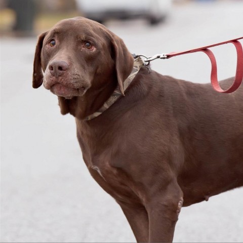 Blitz, an adoptable Chocolate Labrador Retriever in St. Peters, MO, 63376 | Photo Image 1