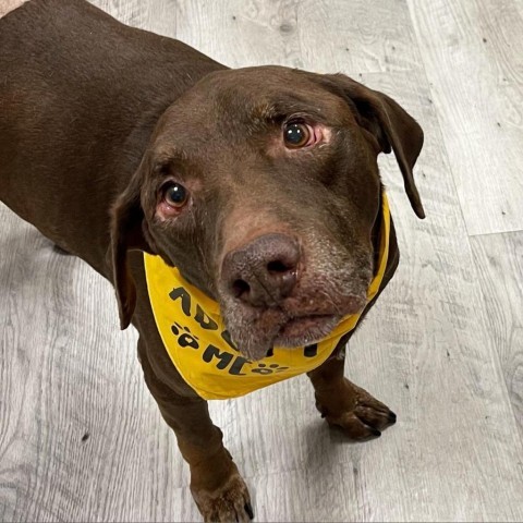 Blitz, an adoptable Chocolate Labrador Retriever in St. Peters, MO, 63376 | Photo Image 2