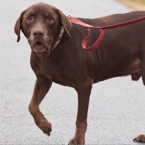 Blitz, an adoptable Chocolate Labrador Retriever in St. Peters, MO, 63376 | Photo Image 3