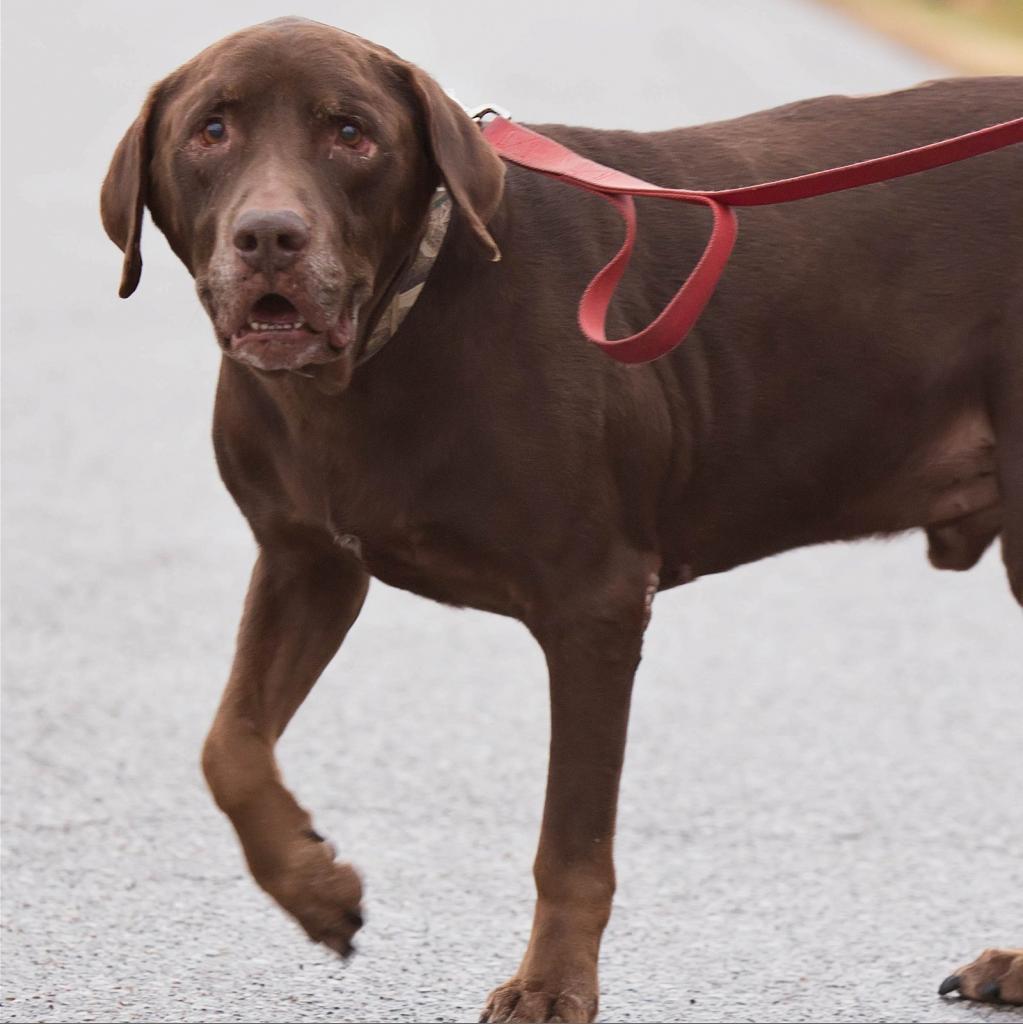 Blitz, an adoptable Chocolate Labrador Retriever in St. Peters, MO, 63376 | Photo Image 3